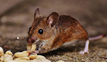 24 Hour & Emergency Exterminators in Rhododendron Park, WA